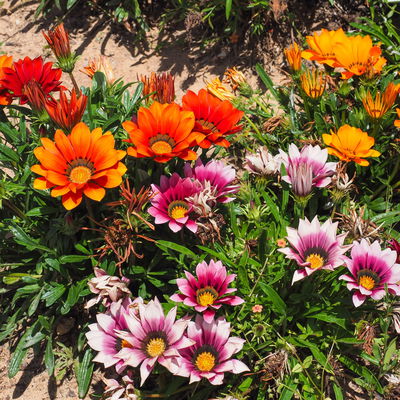 Mittagsgold Farbe zufällig, Topf-Ø 12 cm, 6er-Set Mittagsgold Farbe zufällig, Topf-Ø 12 cm, 6er-Set