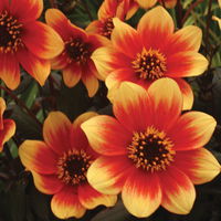 Dahlie bienenfreundlich, Farbe zufällig, Topf-Ø 14 cm, 4 Pflanzen
