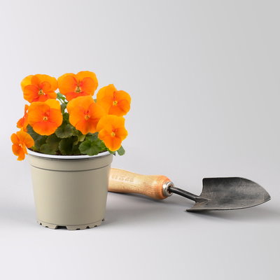 Hornveilchen, Farben zufällig, Topf-Ø 12 cm, 6 Pflanzen
