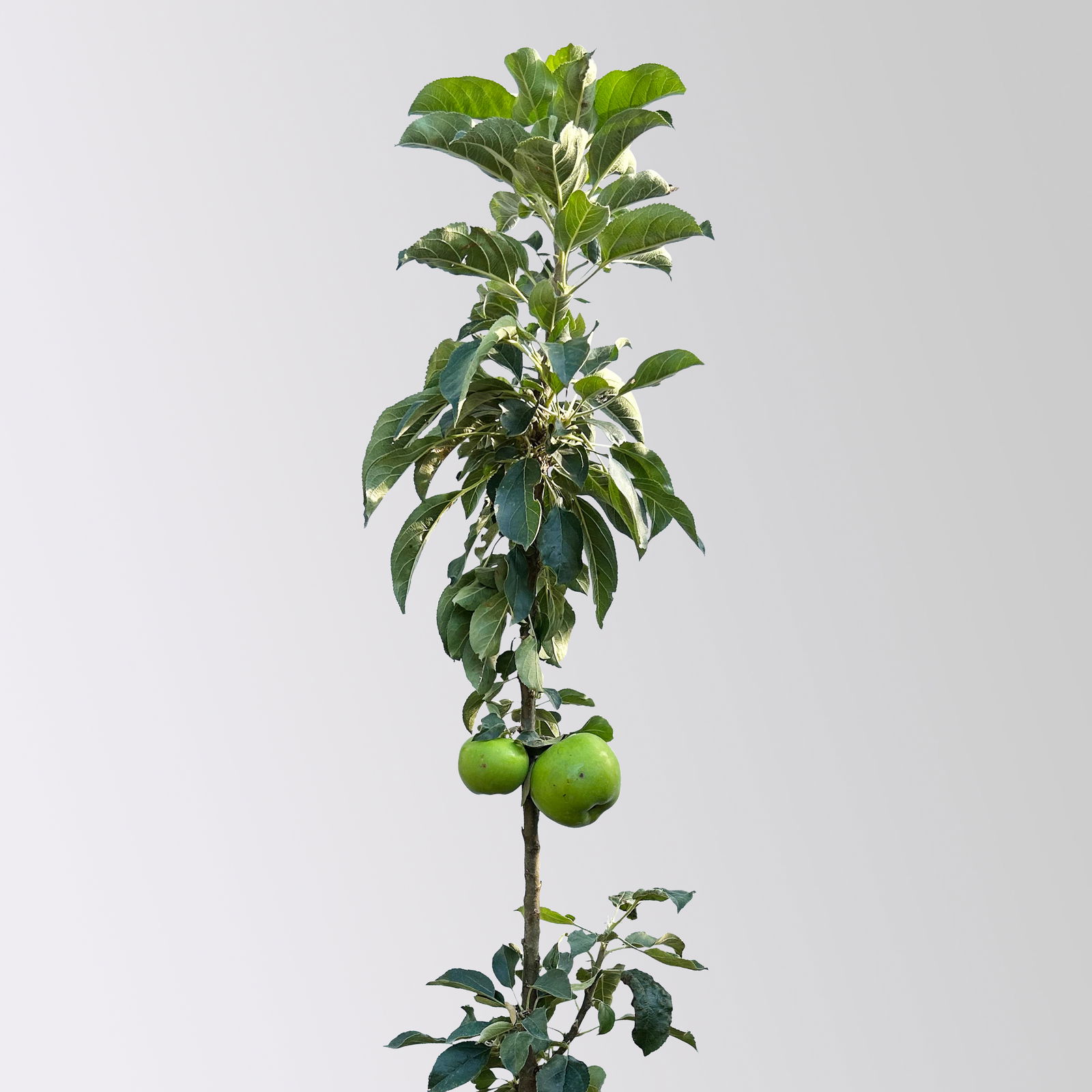 Kölle Bio Säulenapfel 'Greencatsⓢ', Unterlage MM 111, Topf 10 Liter