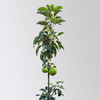 Kölle Bio Säulenapfel 'Greencatsⓢ', Unterlage MM 111, Topf 10 Liter Kölle Bio Säulenapfel 'Greencatsⓢ', Unterlage MM 111, Topf 10 Liter