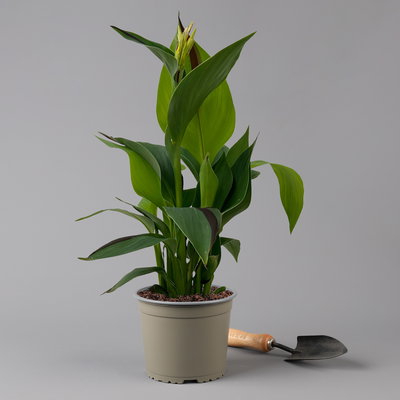 Canna 'Cleopatra', gelb-rot, Topf-Ø 17 cm, 2 Pflanzen Canna 'Cleopatra', gelb-rot, Topf-Ø 17 cm, 2 Pflanzen