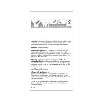 XXL Gladiole 'Violetta' lila, 10 Blumenknollen XXL Gladiole 'Violetta' lila, 10 Blumenknollen