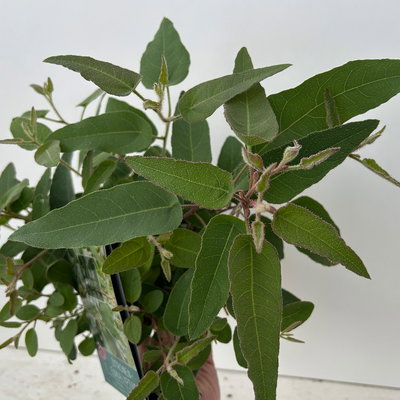 Zitronen-Eukalyptus, Busch, Topf-Ø 17 cm, 2 Pflanzen Zitronen-Eukalyptus, Busch, Topf-Ø 17 cm, 2 Pflanzen