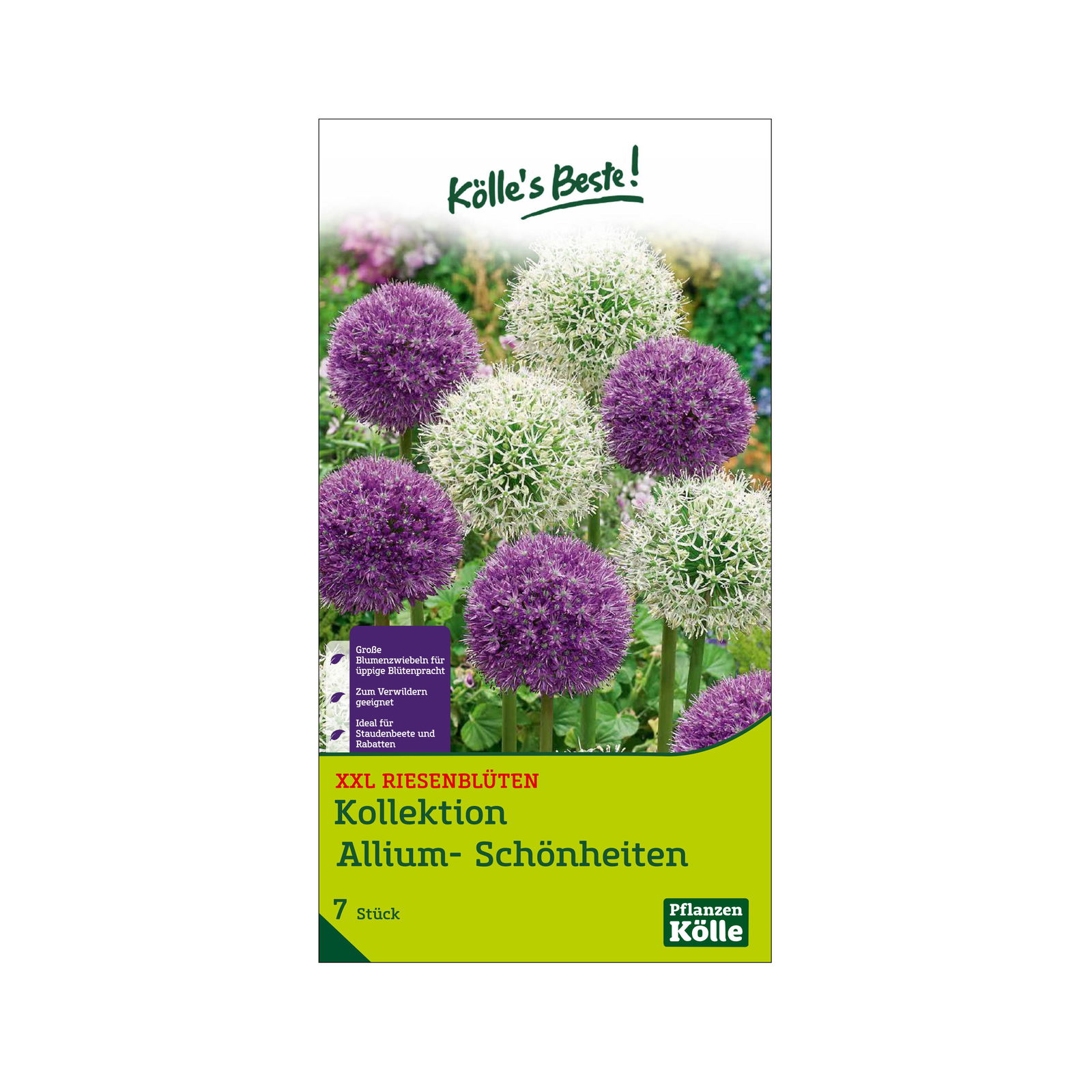 XXL Allium Mischung 'Riesenlauch Schönheiten', weiß, lila, 5 Blumenzwiebeln