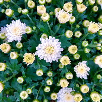 Chrysanthemen 'Trio', gelb-weiß-lila, Topf-Ø 14 cm, 4 Pflanzen Chrysanthemen 'Trio', gelb-weiß-lila, Topf-Ø 14 cm, 4 Pflanzen