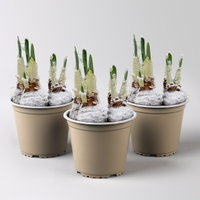 Narzisse 'Bridal Crown', winterweiß, vorgetrieben, Topf-Ø 12 cm, 3 Pflanzen Narzisse 'Bridal Crown', winterweiß, vorgetrieben, Topf-Ø 12 cm, 3 Pflanzen