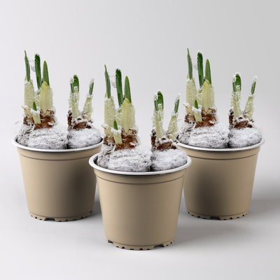 Narzisse 'Bridal Crown', winterweiß, vorgetrieben, Topf-Ø 12 cm, 3 Pflanzen Narzisse 'Bridal Crown', winterweiß, vorgetrieben, Topf-Ø 12 cm, 3 Pflanzen