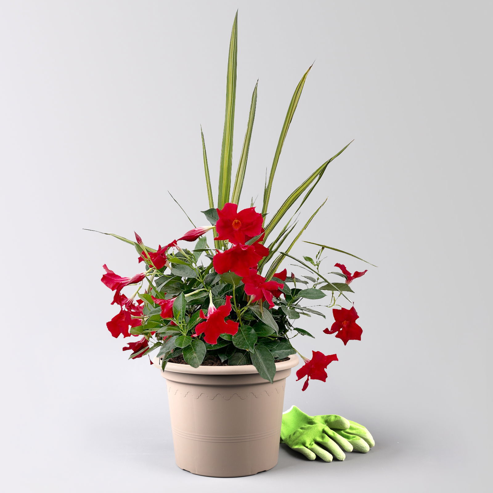 Mixtopf Dipladenia mit Keulenlilie, Farbe zufällig, Topf-Ø 26 cm