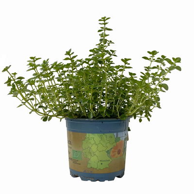 Bio Taborthymian, Topf-Ø 12cm Bio Taborthymian, Topf-Ø 12cm