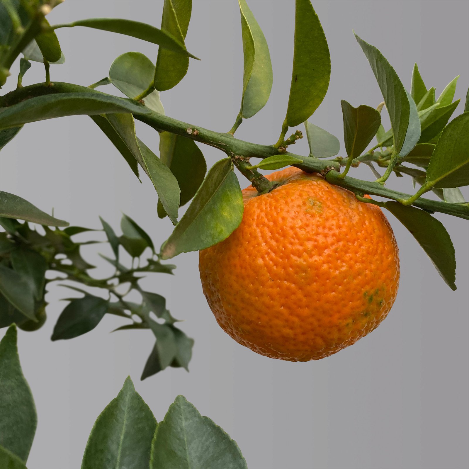 Citrus myrtifolia, Stamm, Topf-Ø 20 cm, Höhe ca. 60 cm