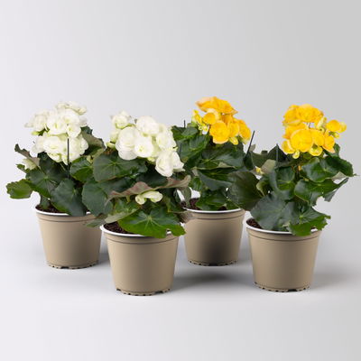 Elatior-Begonie, Topf-Ø 14 cm, gelb & weiß, Höhe ca. 20-27 cm, 4 Pflanzen