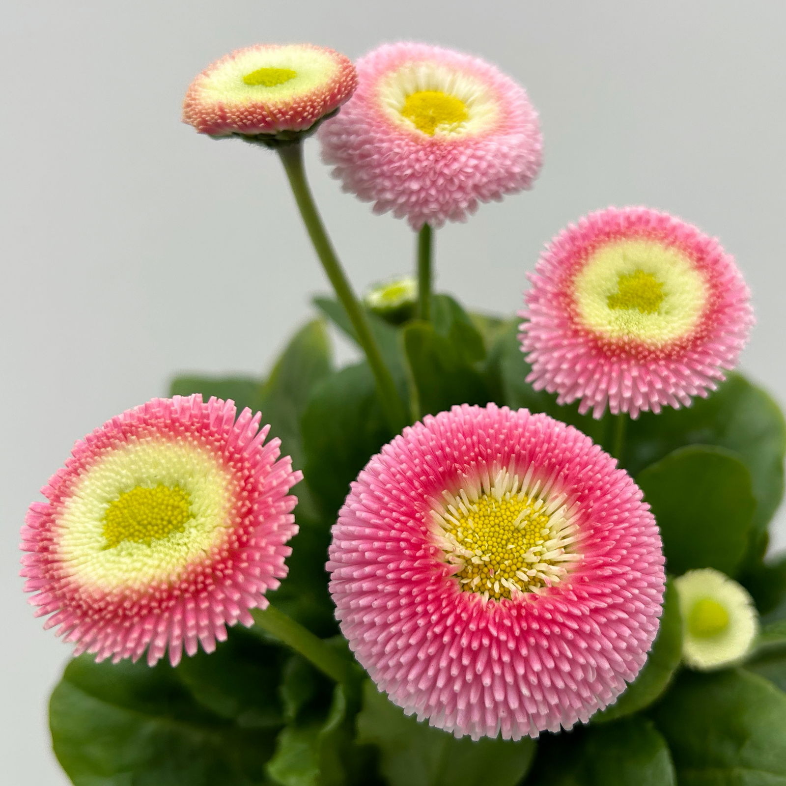Bellis perennis 'Erdbeer-Sahne', rosa, Topf-Ø 12 cm, 6 Pflanzen