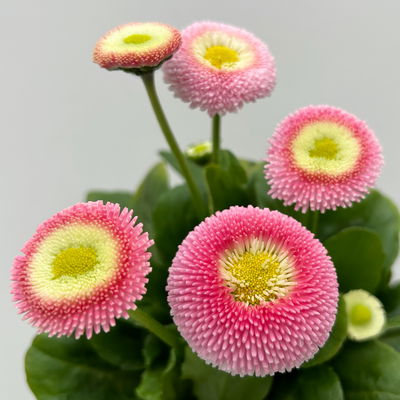 Bellis perennis 'Erdbeer-Sahne', rosa, Topf-Ø 12 cm, 6 Pflanzen