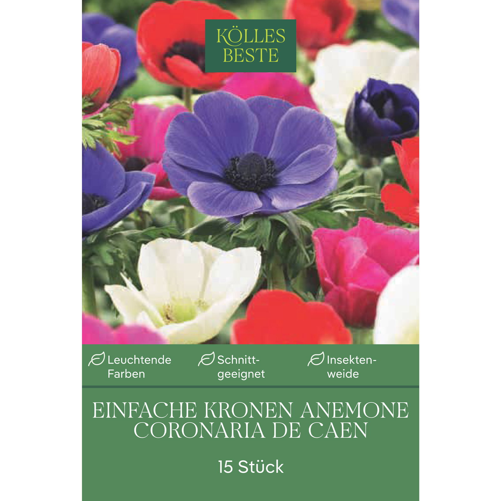 Kölles Beste Anemone 'Coronaria De Caen®', 15 Blumenzwiebeln