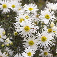 Bio Teppich-Myrthenaster 'Snowflurry', weiß, Topf 11x11 cm, 3 Pflanzen