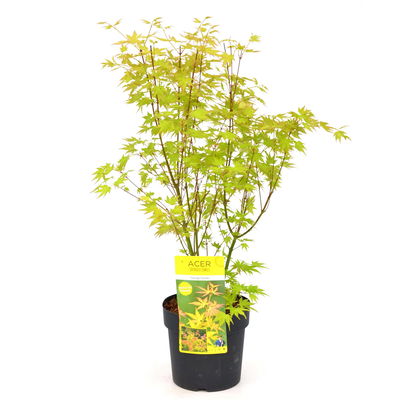 Japanischer Fächerahorn 'Orange Dream', Höhe 40 - 60 cm, Topf-Ø 19 cm Japanischer Fächerahorn 'Orange Dream', Höhe 40 - 60 cm, Topf-Ø 19 cm