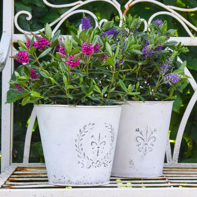 Hebe 'All Blooms®', lila, Topf-Ø 12 cm, 3 Pflanzen Hebe 'All Blooms®', lila, Topf-Ø 12 cm, 3 Pflanzen