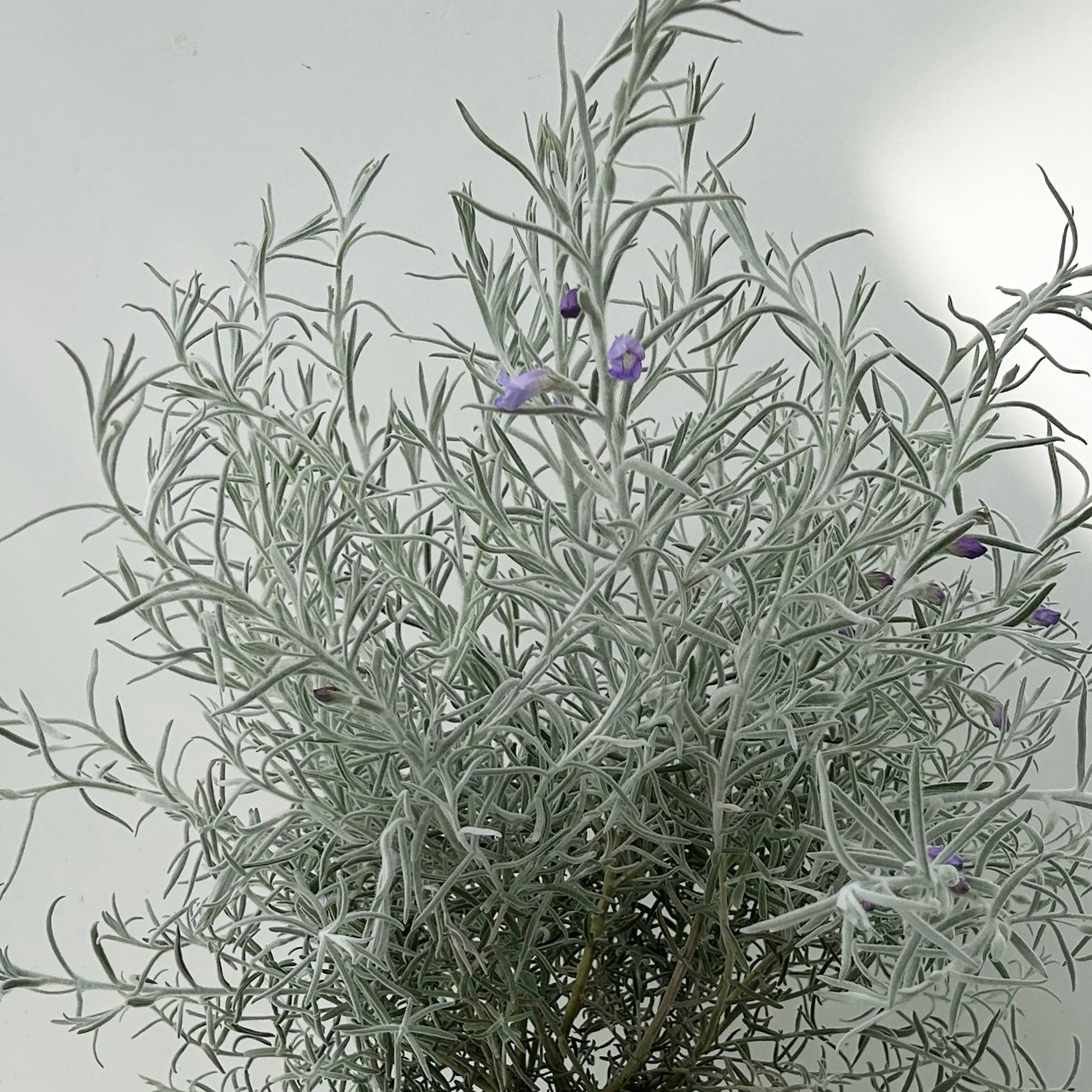 Emustrauch, lila, Topf-Ø 17 cm, 2 Pflanzen