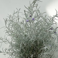 Emustrauch, lila, Topf-Ø 17 cm, 2 Pflanzen