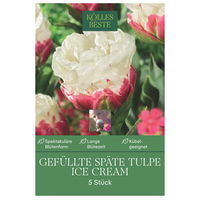 Gefüllte späte Tulpen Ice Cream weiß/rosa, 5 Blumenzwiebeln