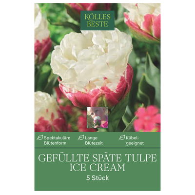 Gefüllte späte Tulpen Ice Cream weiß/rosa, 5 Blumenzwiebeln Gefüllte späte Tulpen Ice Cream weiß/rosa, 5 Blumenzwiebeln