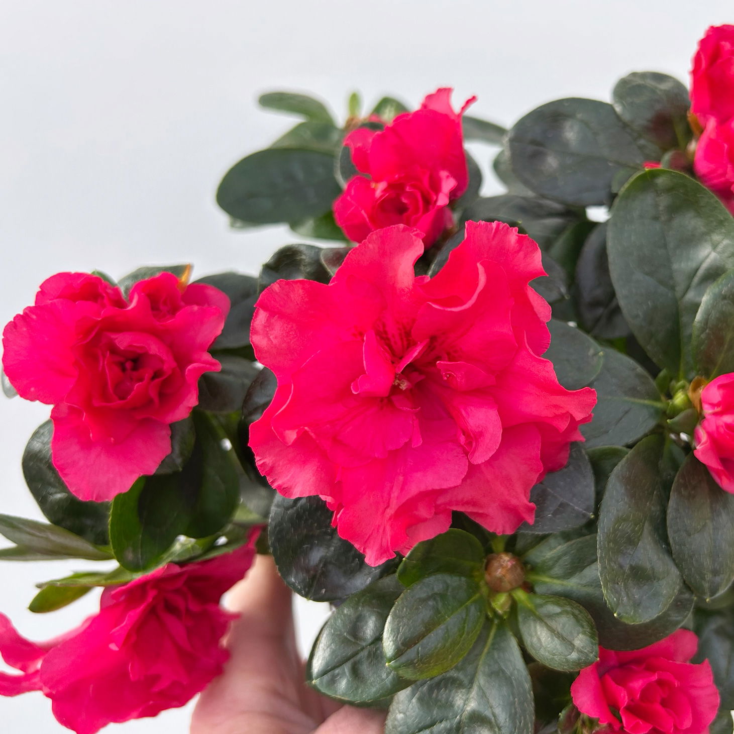 Azalee, rot, gefüllt, Topf-Ø 10,5 cm, 3 Pflanzen