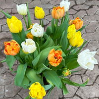 Tulpe Mixtopf bunt, vorgetrieben, Topf-Ø 23 cm