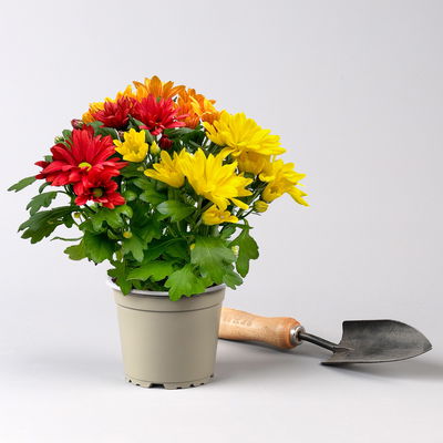 Chrysantheme Trio 'Sunset', orange-gelb-rot, Topf-Ø 12 cm, 6 Pflanzen Chrysantheme Trio 'Sunset', orange-gelb-rot, Topf-Ø 12 cm, 6 Pflanzen