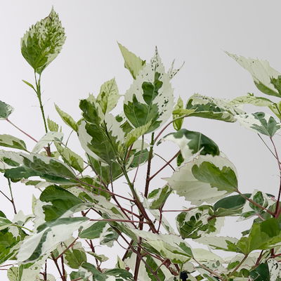 Hibiskus 'Variegata' rot, Topf-Ø 13 cm, Höhe ca. 25 cm, 2 Pflanzen