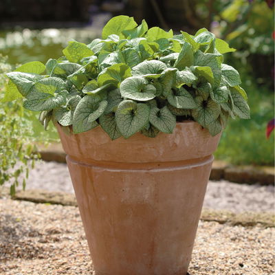 Bio Kaukasus-Vergissmeinnicht 'Jack Frost', blau, Topf-Ø 12 cm, 3 Pflanzen Bio Kaukasus-Vergissmeinnicht 'Jack Frost', blau, Topf-Ø 12 cm, 3 Pflanzen