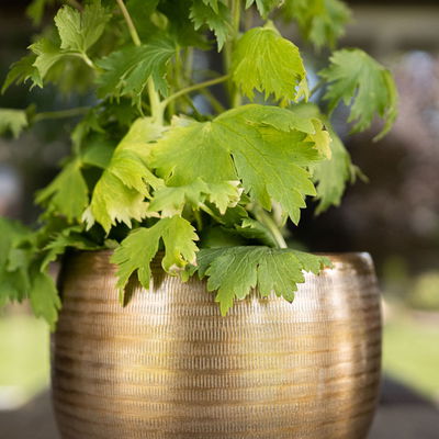 Kölle Pflanzgefäß 'Rowen', gold, ca. Ø 31 x H 28 cm