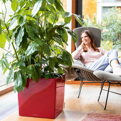 Lechuza 'Cube 40', scarlet-rot, ca. 39 x 39 x H 40 cm