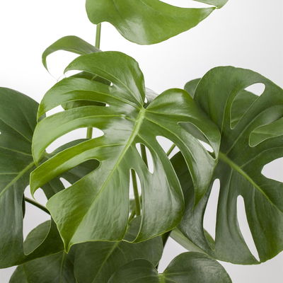 Monstera deliciosa, Topf-Ø 21 cm, Höhe ca. 50-70 cm Monstera deliciosa, Topf-Ø 21 cm, Höhe ca. 50-70 cm