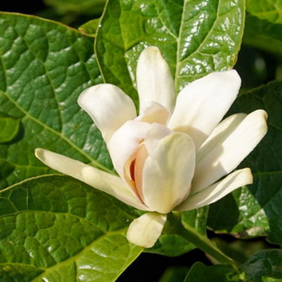 Gewürzstrauch-Set Rot-Weiß, 2er-Set, Höhe 60-80 cm, Topf 7,5 Liter Gewürzstrauch-Set Rot-Weiß, 2er-Set, Höhe 60-80 cm, Topf 7,5 Liter