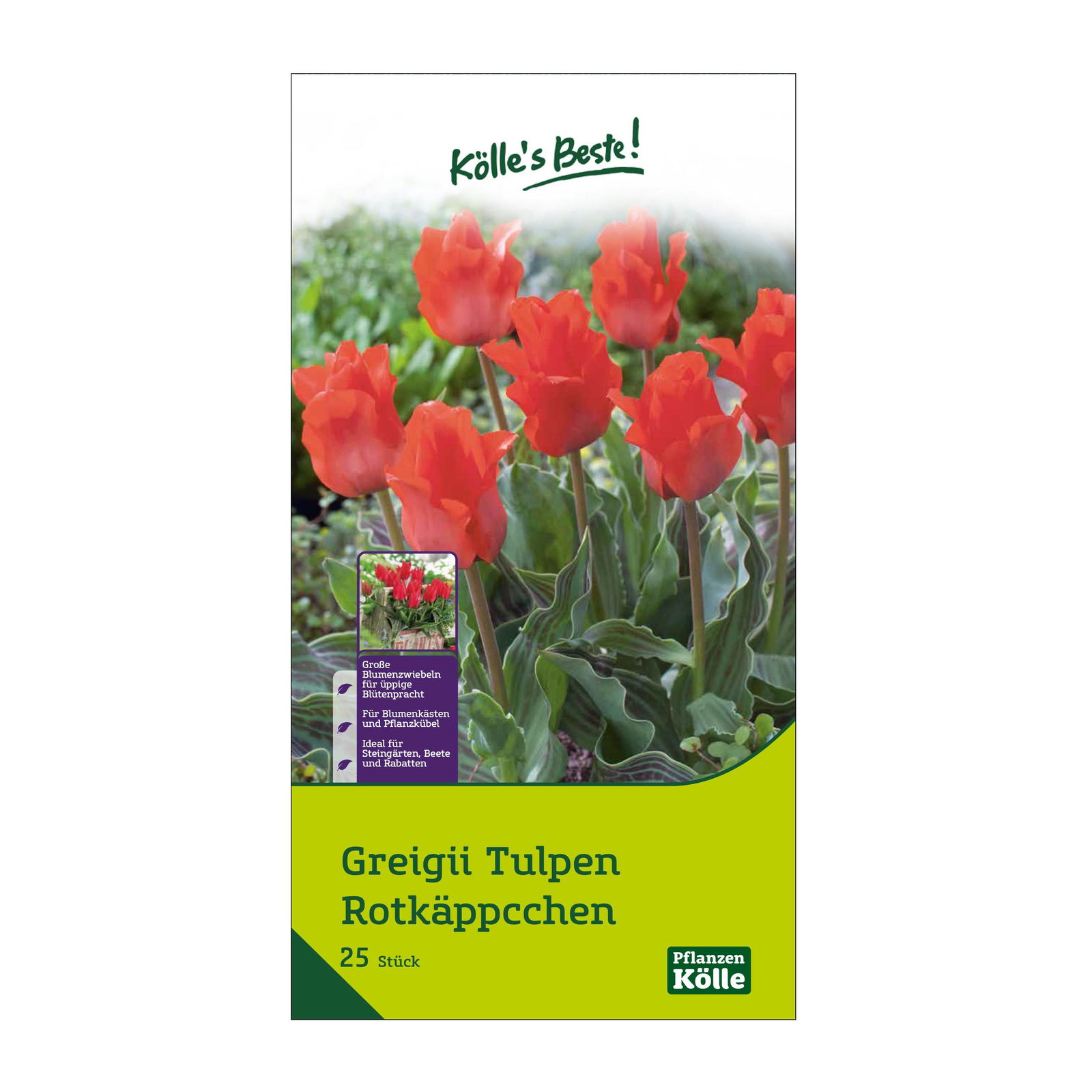 Greigii Tulpen Rotkäppchen rot, 25 Blumenzwiebeln