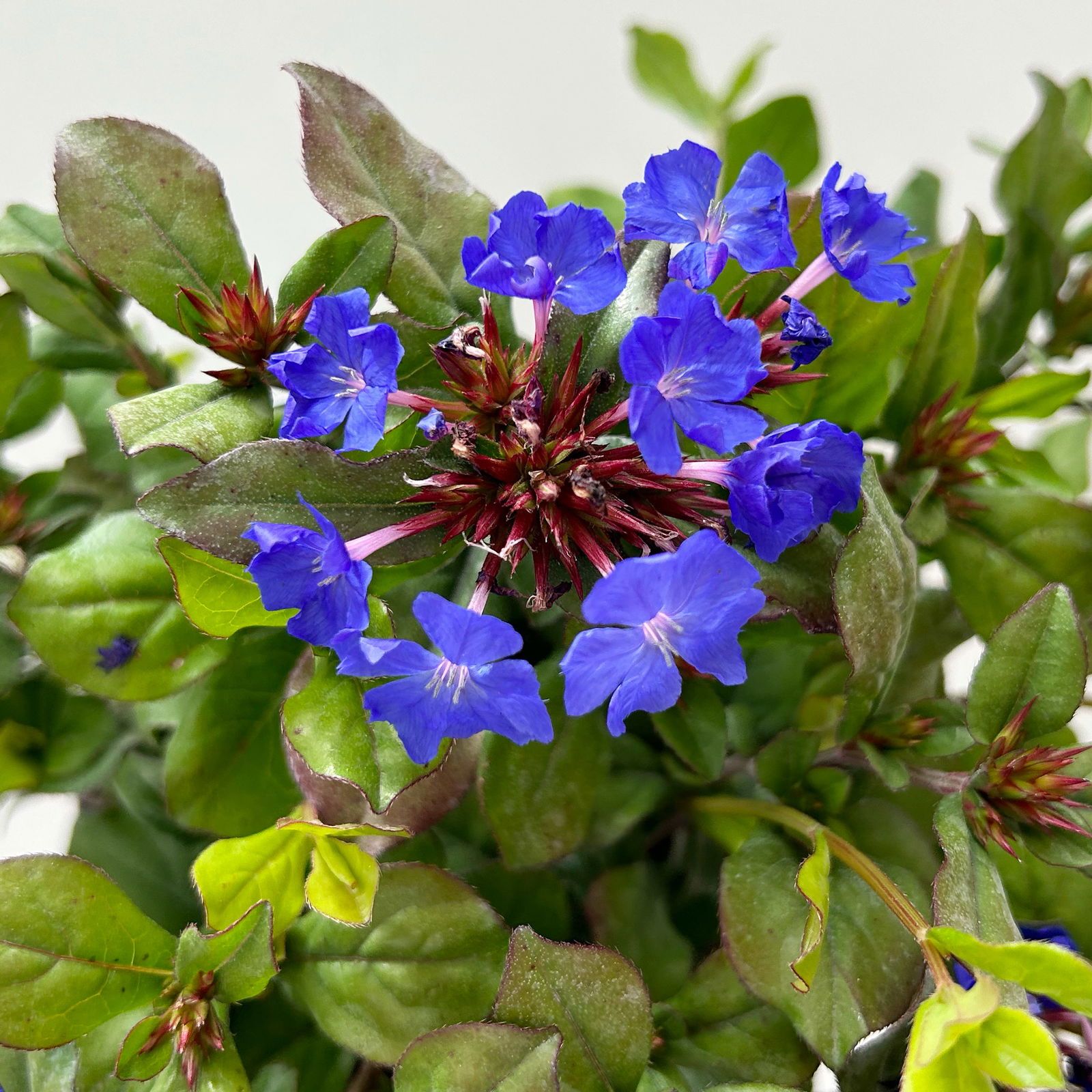 Chinesischer Bleiwurz, blau, Topf-Ø 13 cm, 6 Pflanzen