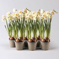 Narzisse 'Bridal Crown' creme, gefüllt, vorgetrieben, Topf-Ø 10 cm, 6 Pflanzen