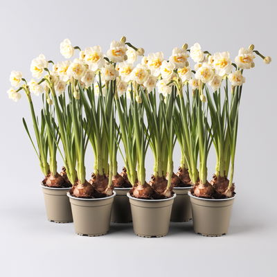 Narzisse 'Bridal Crown' creme, gefüllt, vorgetrieben, Topf-Ø 10 cm, 6 Pflanzen