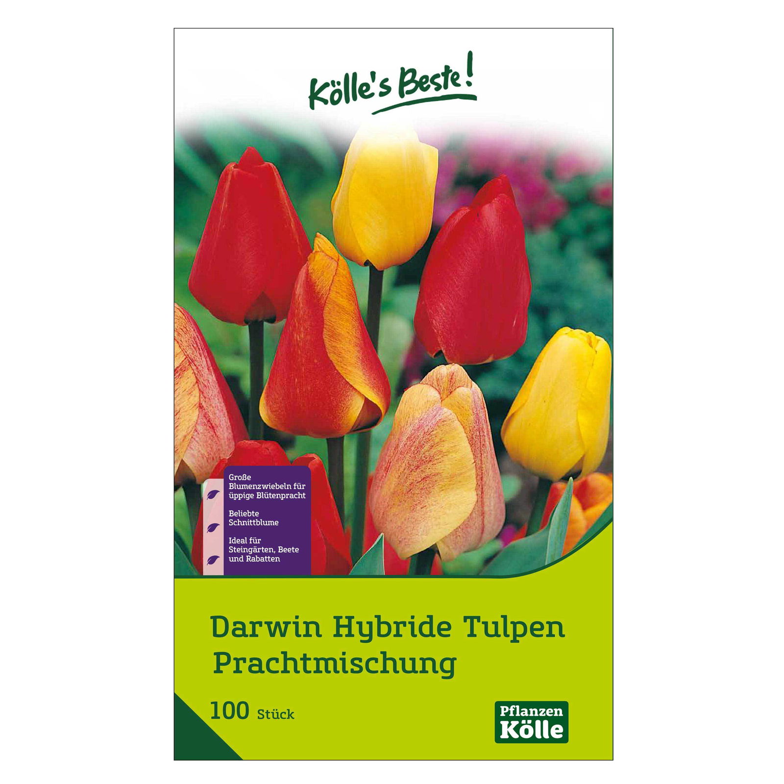 Darwin Hybride Tulpen Prachtmischung 100 Blumenzwiebeln