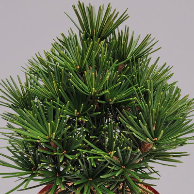 Zwergschirmtanne 'Kobito', Höhe 25-30 cm, Topf 5 Liter Zwergschirmtanne 'Kobito', Höhe 25-30 cm, Topf 5 Liter
