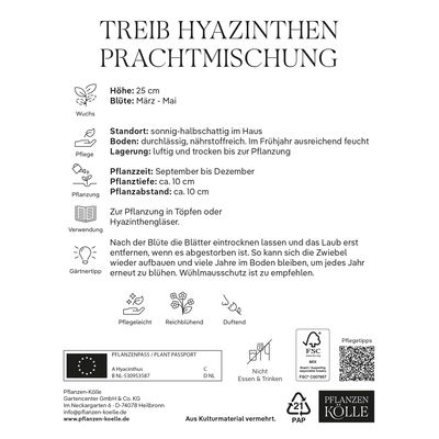 Treib-Hyazinthen 'Prachtmischung', Farbmix, 3 Blumenzwiebeln Treib-Hyazinthen 'Prachtmischung', Farbmix, 3 Blumenzwiebeln