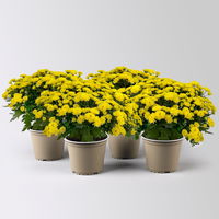 Chrysanthemen gelb, Busch, Topf-Ø 14 cm, 4er-Set