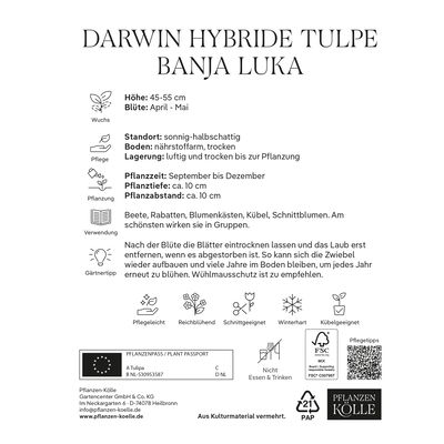 Darwin Hybride-Tulpen 'Banja Luka', Gelb & Rot, 7 Blumenzwiebeln