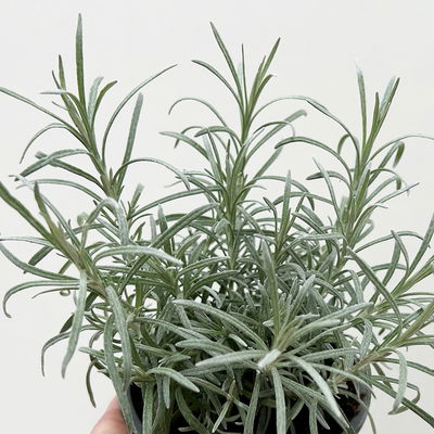 Bio Currykraut, Topf-Ø 12cm