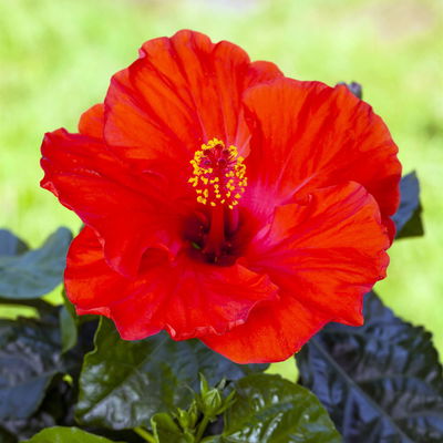 Hibiskus, rot, Topf-Ø 13 cm, Höhe ca. 35 cm, 2 Pflanzen