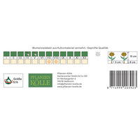 Kölles Beste Blumenknollen, Babiane Stricta Mischung Kölles Beste Blumenknollen, Babiane Stricta Mischung