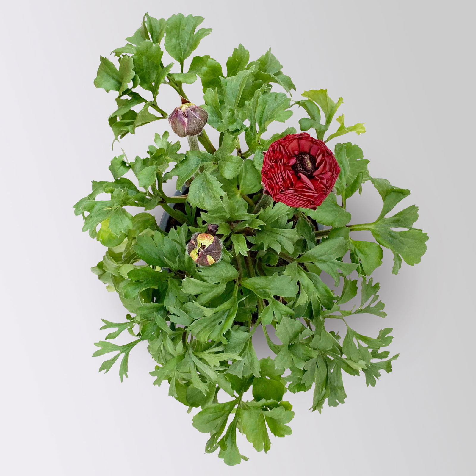 Ranunkel, rot, Topf-Ø 13 cm, 6 Pflanzen