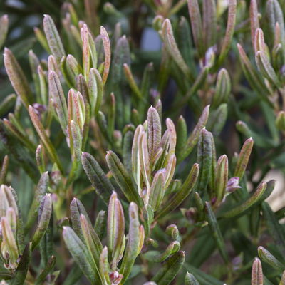 Rosmarinheide, Andromeda polifolia 'Blue Ice', rosa, Topf-Ø 17 cm, 2 Pflanzen