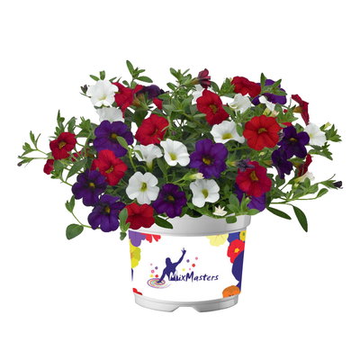 Zauberglöckchen 'Trio', Mischung zufällig, Topf-Ø 12 cm, 6 Pflanzen Zauberglöckchen 'Trio', Mischung zufällig, Topf-Ø 12 cm, 6 Pflanzen